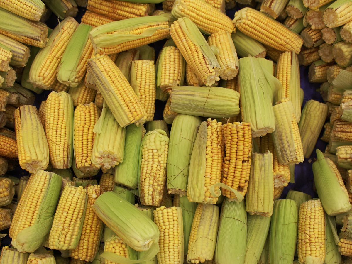 Milho Verde 1051 com espigas graúdas e palha fresca